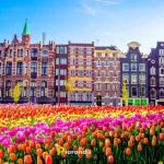 شهرت کشور هلند در پرورش گل