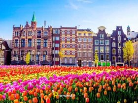 شهرت کشور هلند در پرورش گل